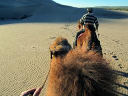 Camel ride